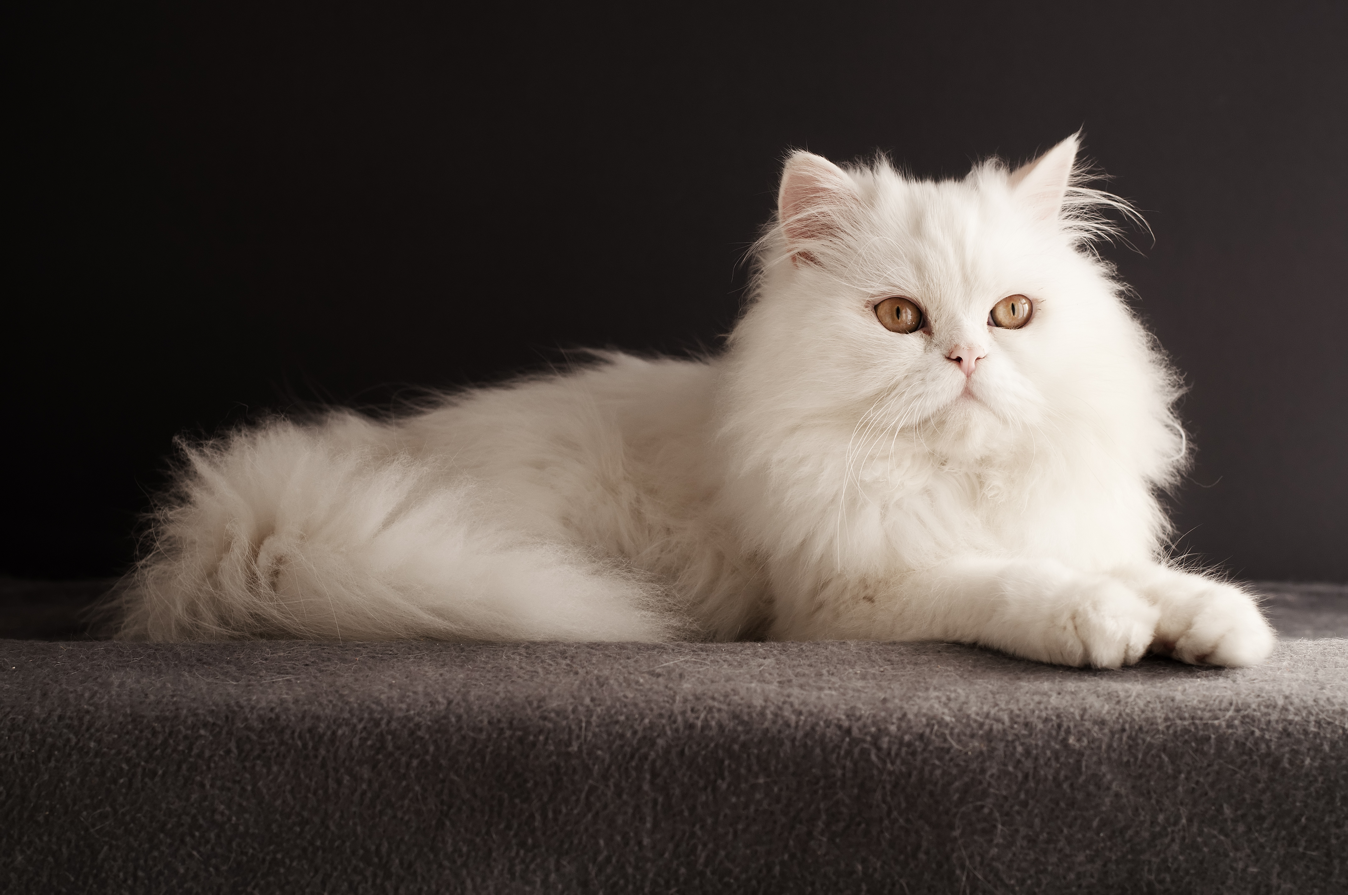 Как называется киса. Британская длинношёрстная кошка. Персидская длинношерстная кошка. Хайленд страйт белый. Британская длинношёрстная кошка белая.